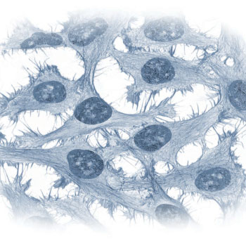 Image of Cells