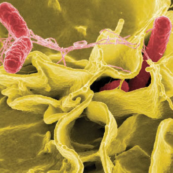 Image of salmonella