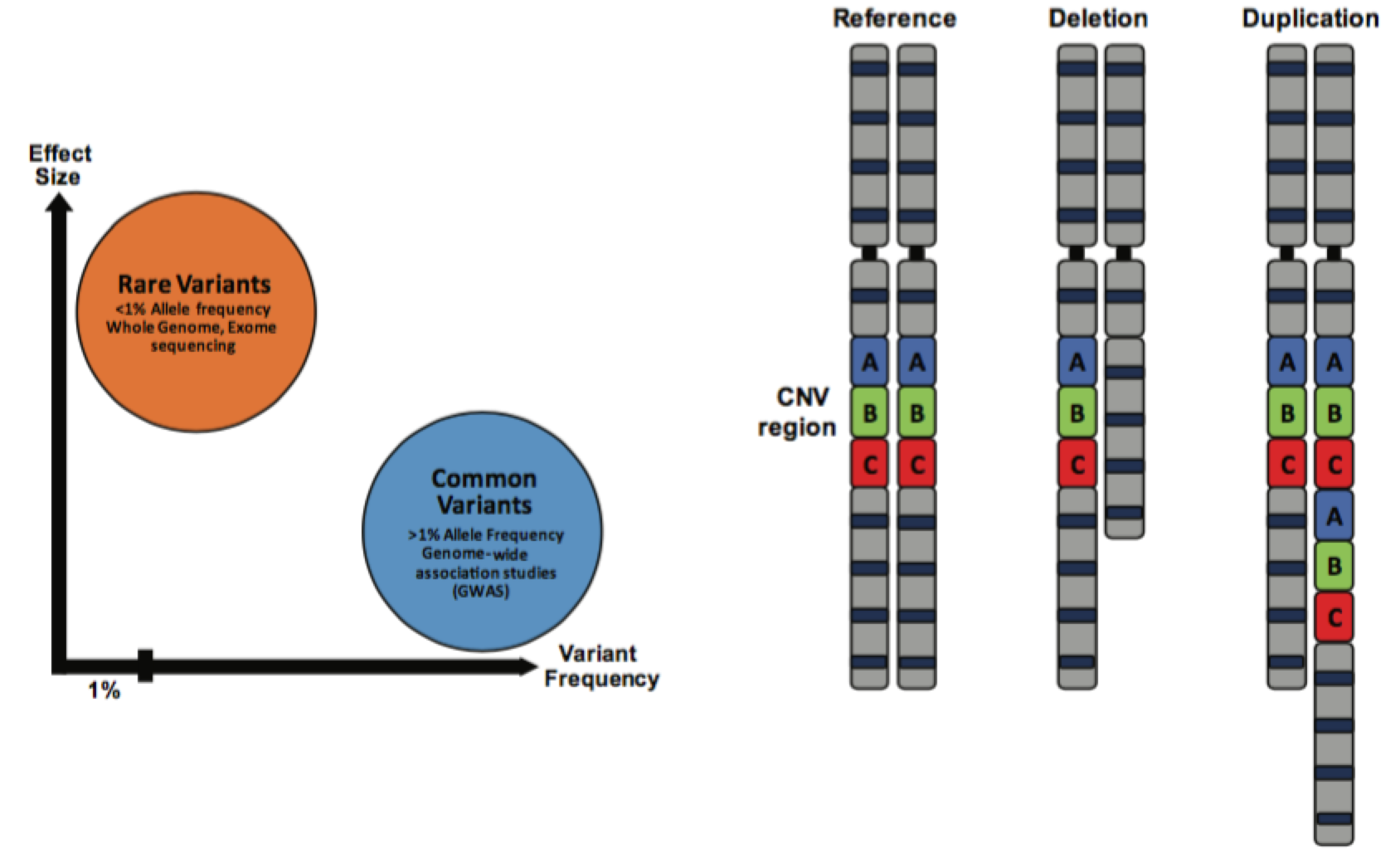 CNV Rare Varieties