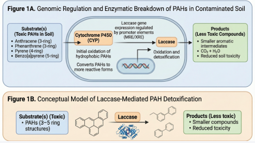 Genomic Regulation Figure