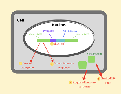 Figure 2: Factors limiting the duration of transgene expression in airway surface tissue.