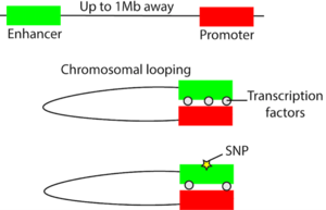 Figure 1: Disruption of chromosomal looping