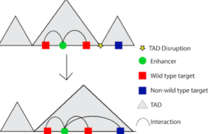 Figure 2: Disruption of TAD boundaries