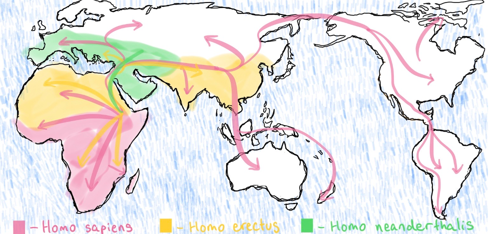 Artistic representation of the migration patterns of Homo sapiens, Homo erectus, and Homo neanderthalis superimposed on world map (created by author using Adobe Sketch).