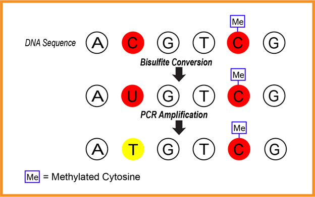 Figura 1: Cómo la conversión de bisulfito y la PCR identifican las citosinas no metiladas
