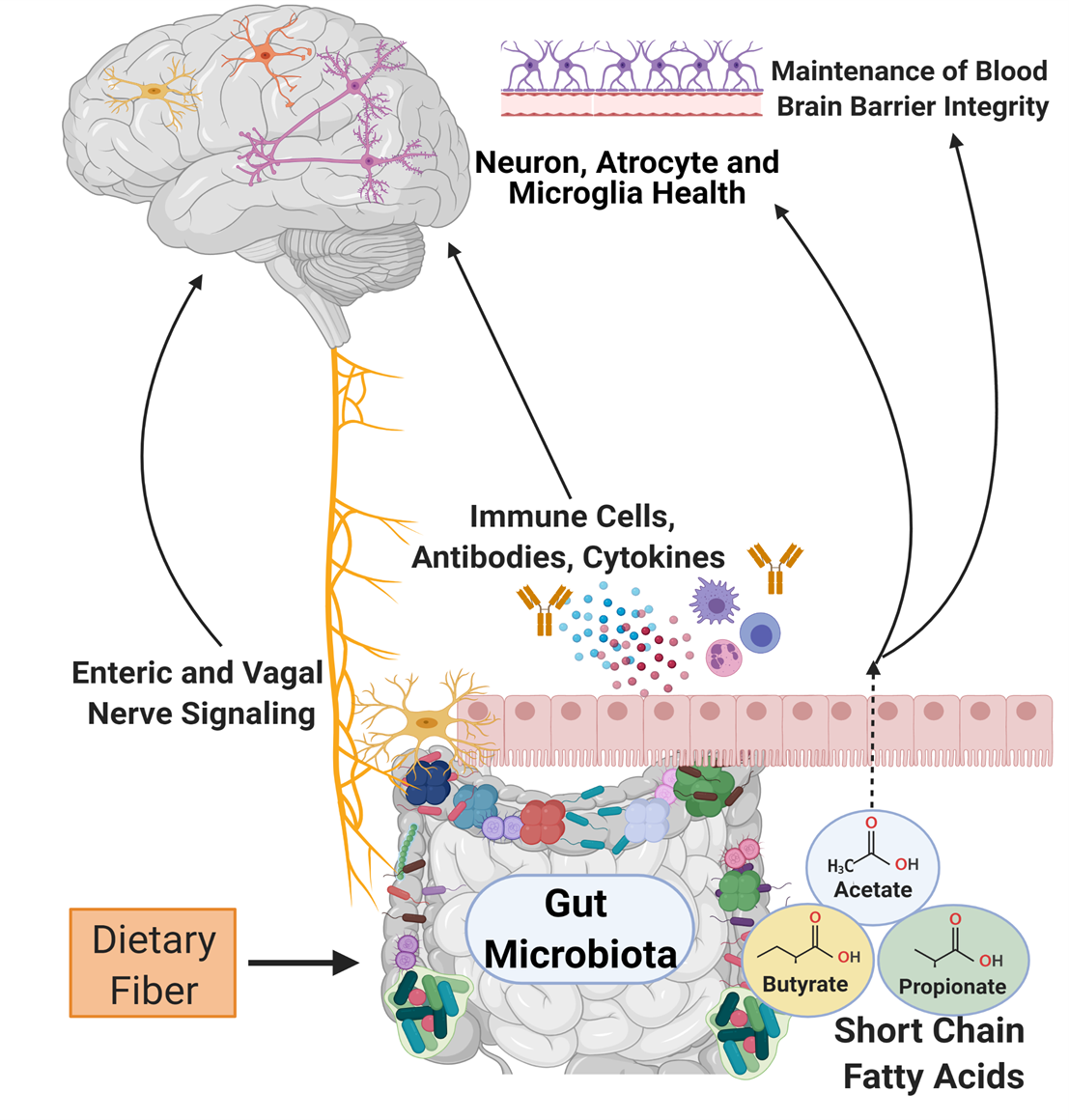 Overview of the Microbiome and the Gut-Brain Axis