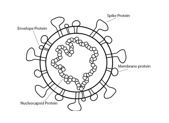 Figure 1: Designed and drawn based on other coronavirus diagrams