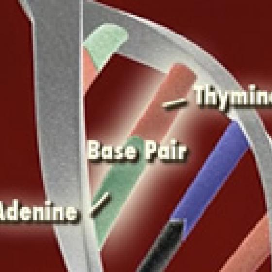 Video thumbnail image for Base pairs 3-D