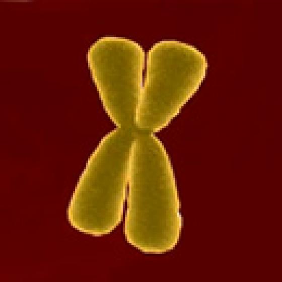 Video thumbnail image for Human chromosome 3-D