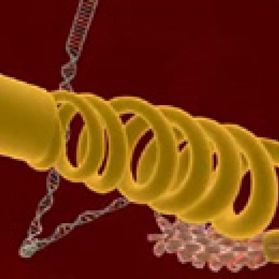 Video thumbnail image for Cromosoma a pares de bases en 3-D