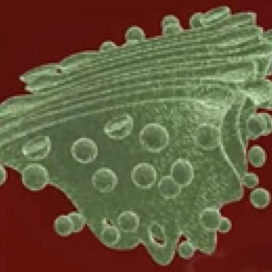 Video thumbnail image for Golgi body 3-D