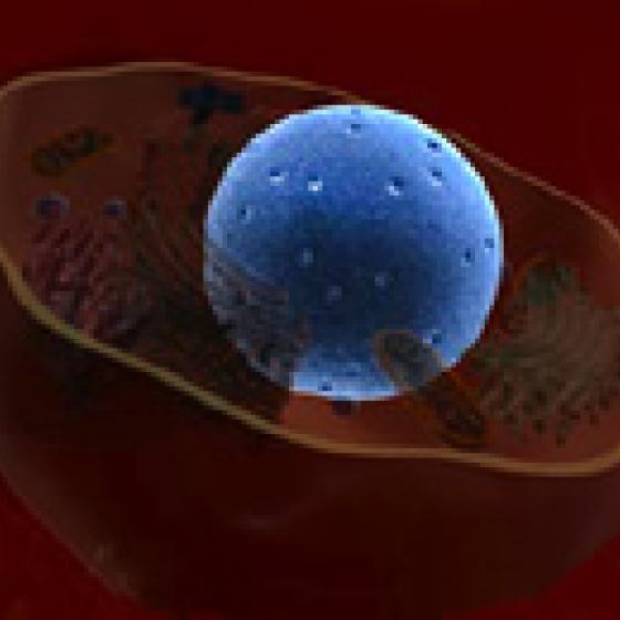 Video thumbnail image for Nuclear Pore 3-D