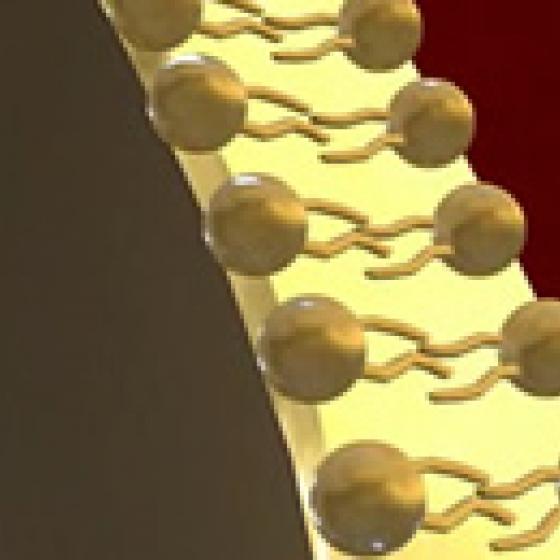 Video thumbnail image for Membrana plasmática en 3-D