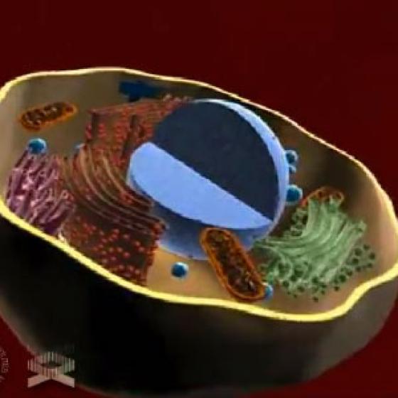 Video thumbnail image for Célula humana en 3-D