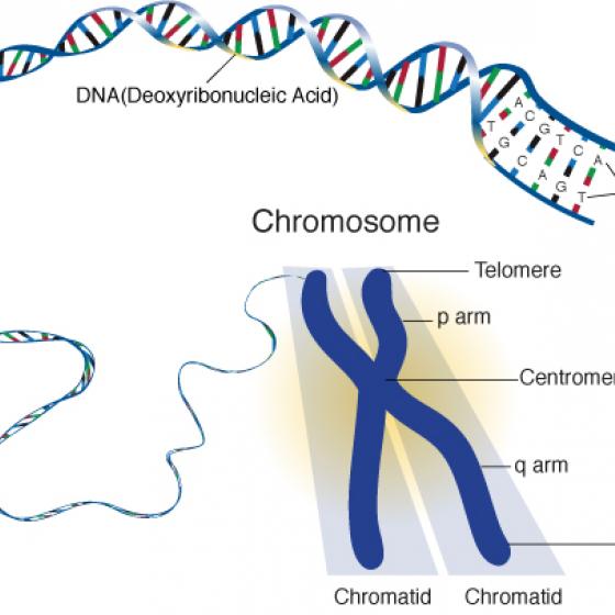 Chromosome illustration 