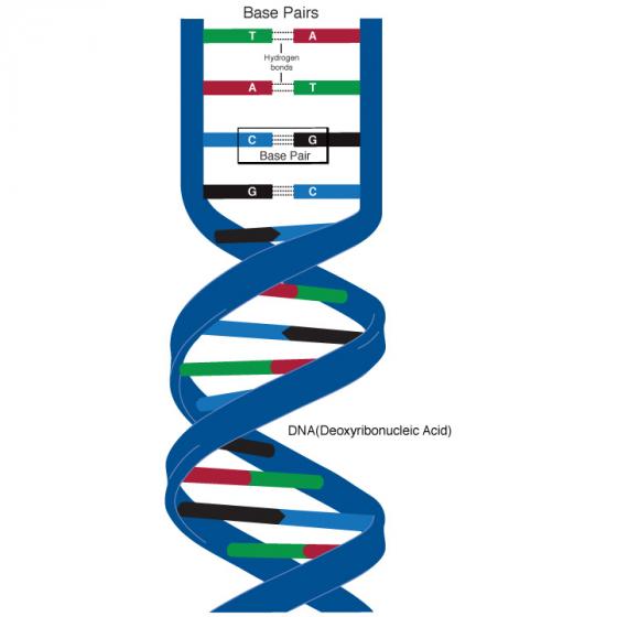 DNA base pair illustration