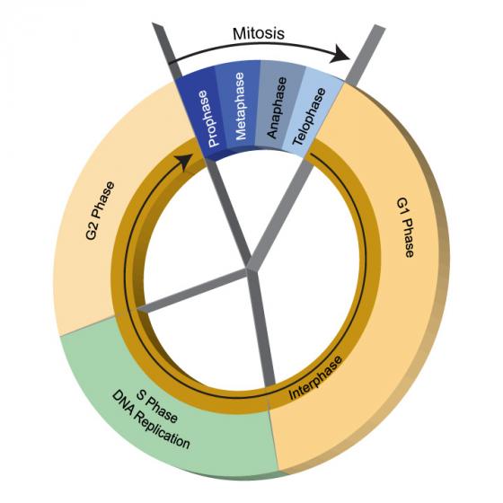 Cell cycle illustration