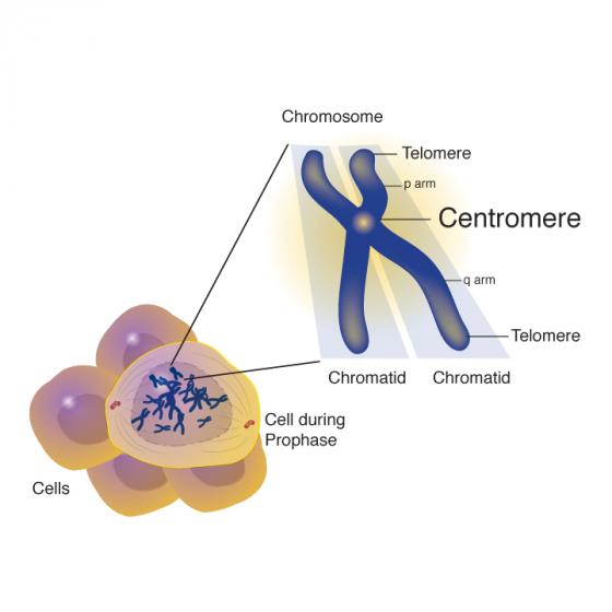 Centromere illustrated