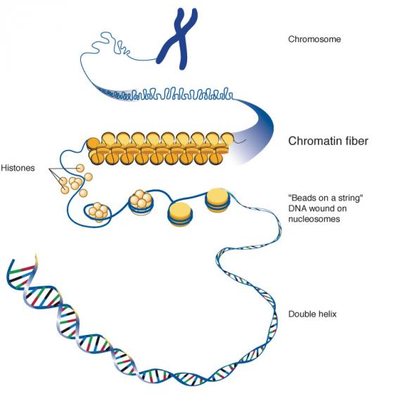 Chromatin illustration