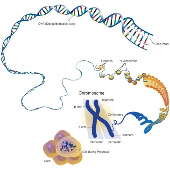Advanced chromosome illustration 