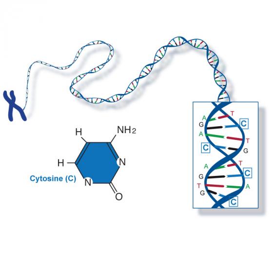 Cytosine illustrated