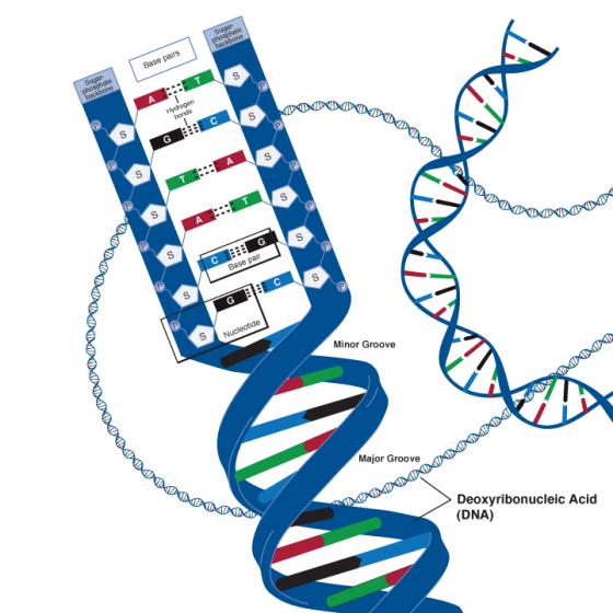 Advanced DNA illustration
