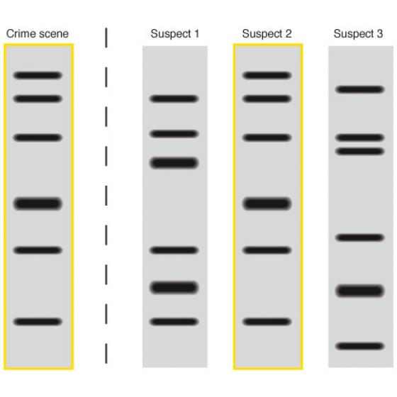 DNA fingerprinting process illustrated