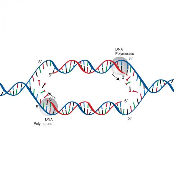 DNA replication illustration