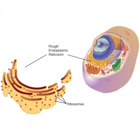 Rough endoplasmic reticulum illustration