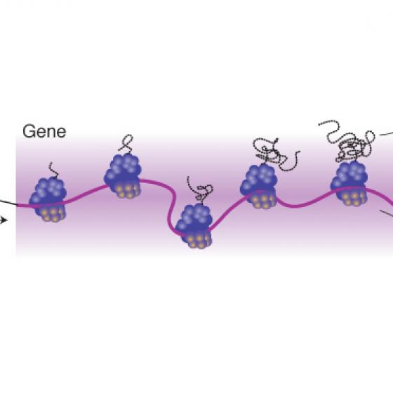 Gene expression illustration