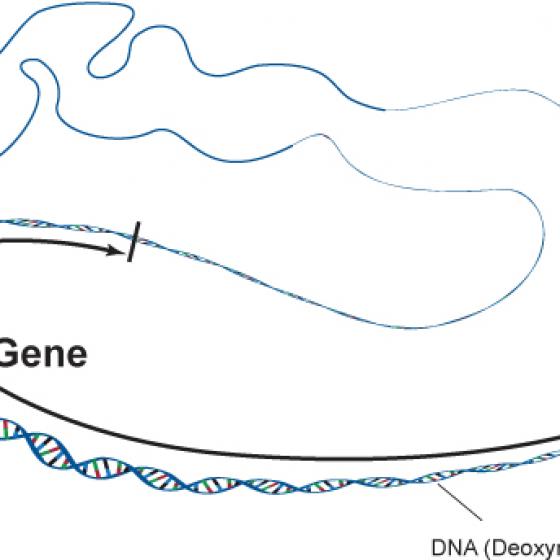 Illustration of a gene