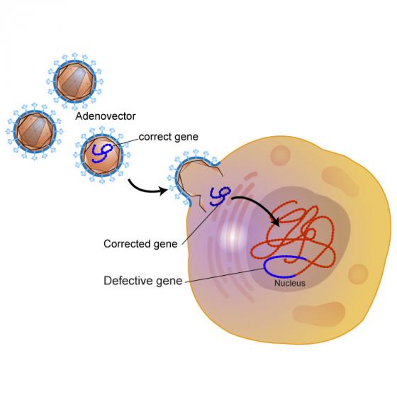Gene therapy process illustrated