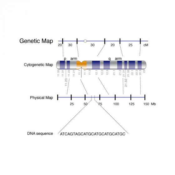 Illustration of a genetic map