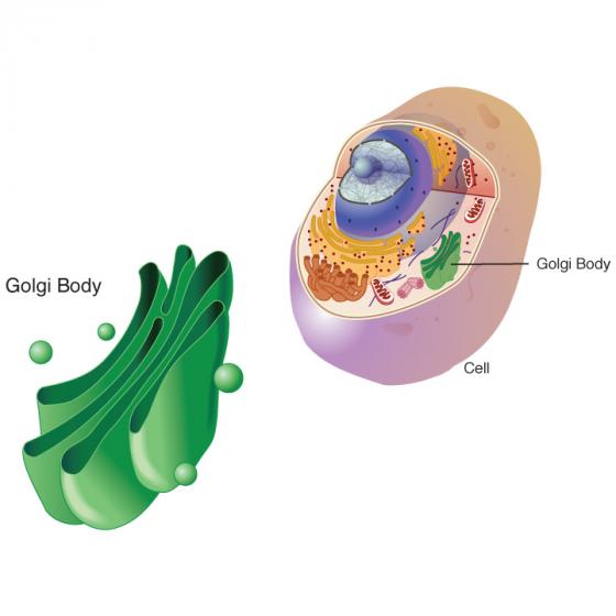 Golgi body illustration