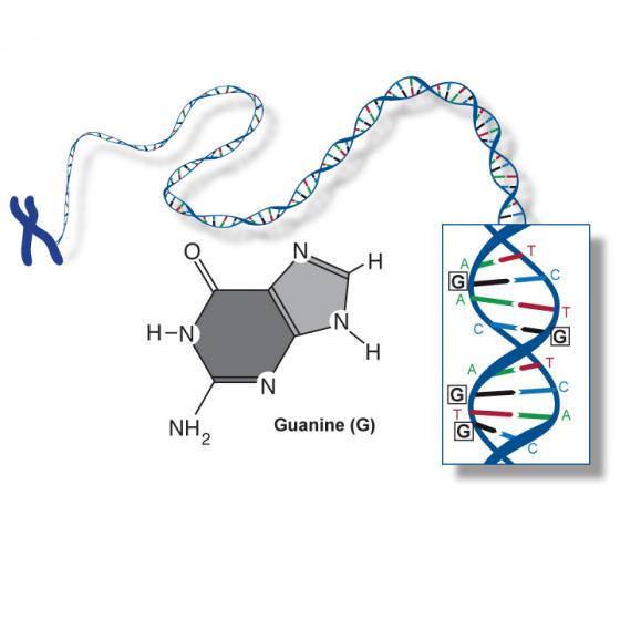 Guanine illustrated