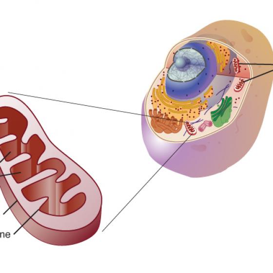 Mitochondria illustration