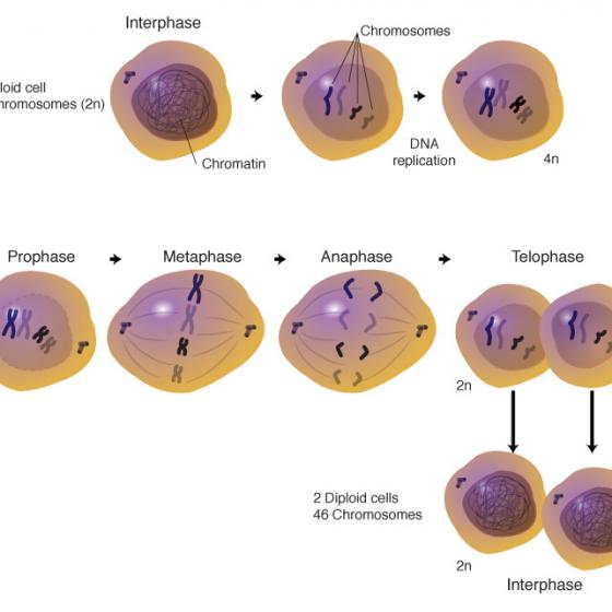 Mitosis process illustrated