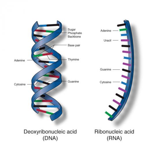 Nucleic acid illustration