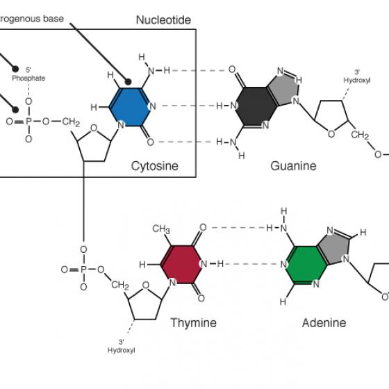 Advanced nucleotide illustration