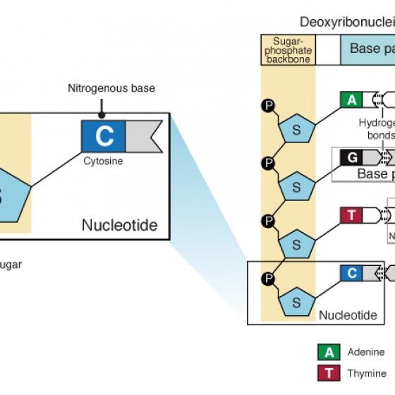 Nucleotide illustration