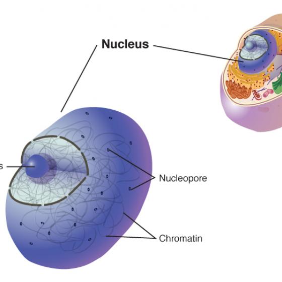 Nucleus of a cell illustrated