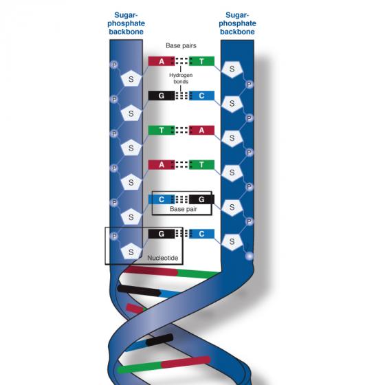 DNA phosphate backbone illustrated