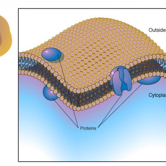 Plasma membrane illustrated