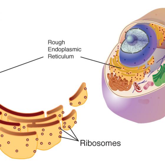 Ribosome illustrated