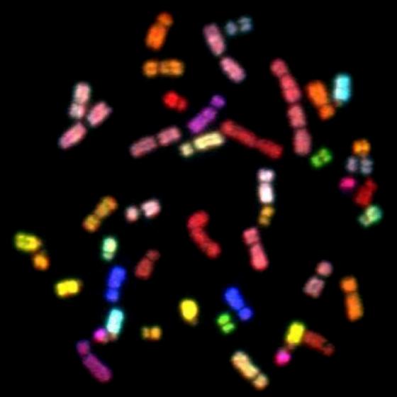 A spectral karyotype picture