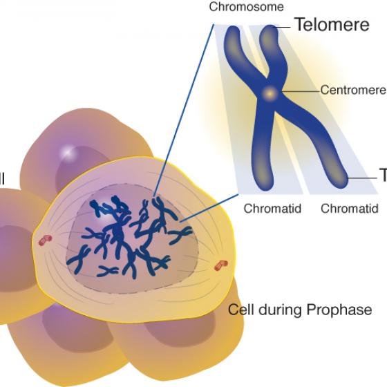 Telomere illustration